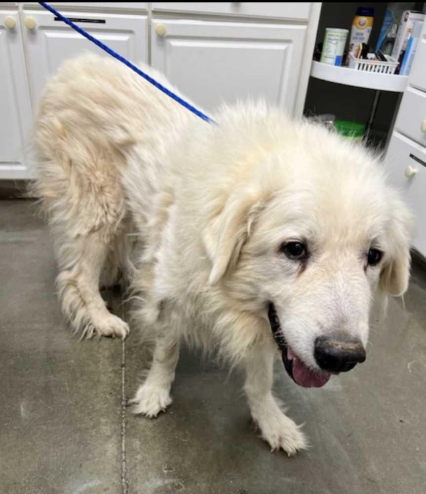 Elsa, a Adoptable Great Pyrenees in Mount Airy, NC image 3/4