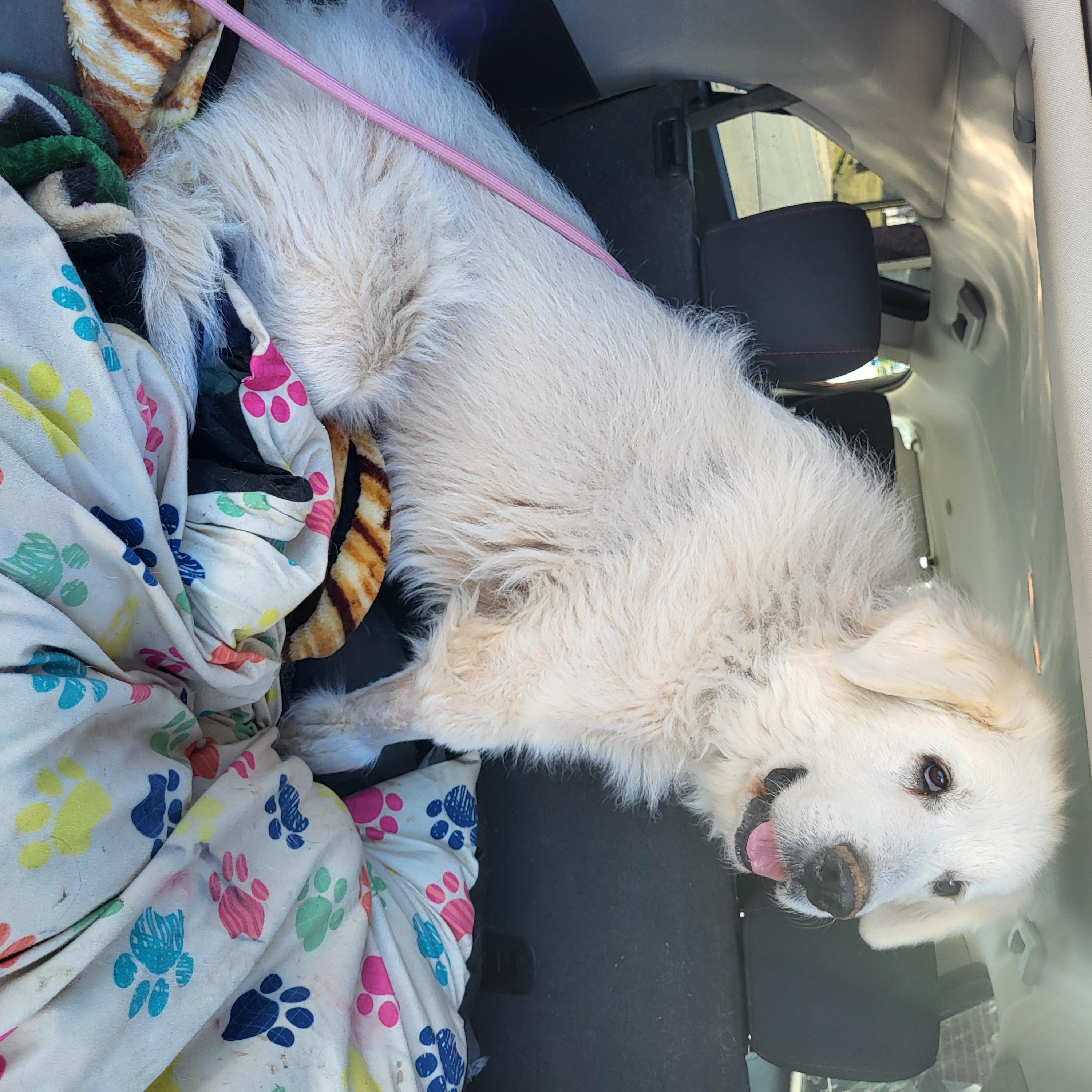 Elsa, Senior Female Great Pyrenees