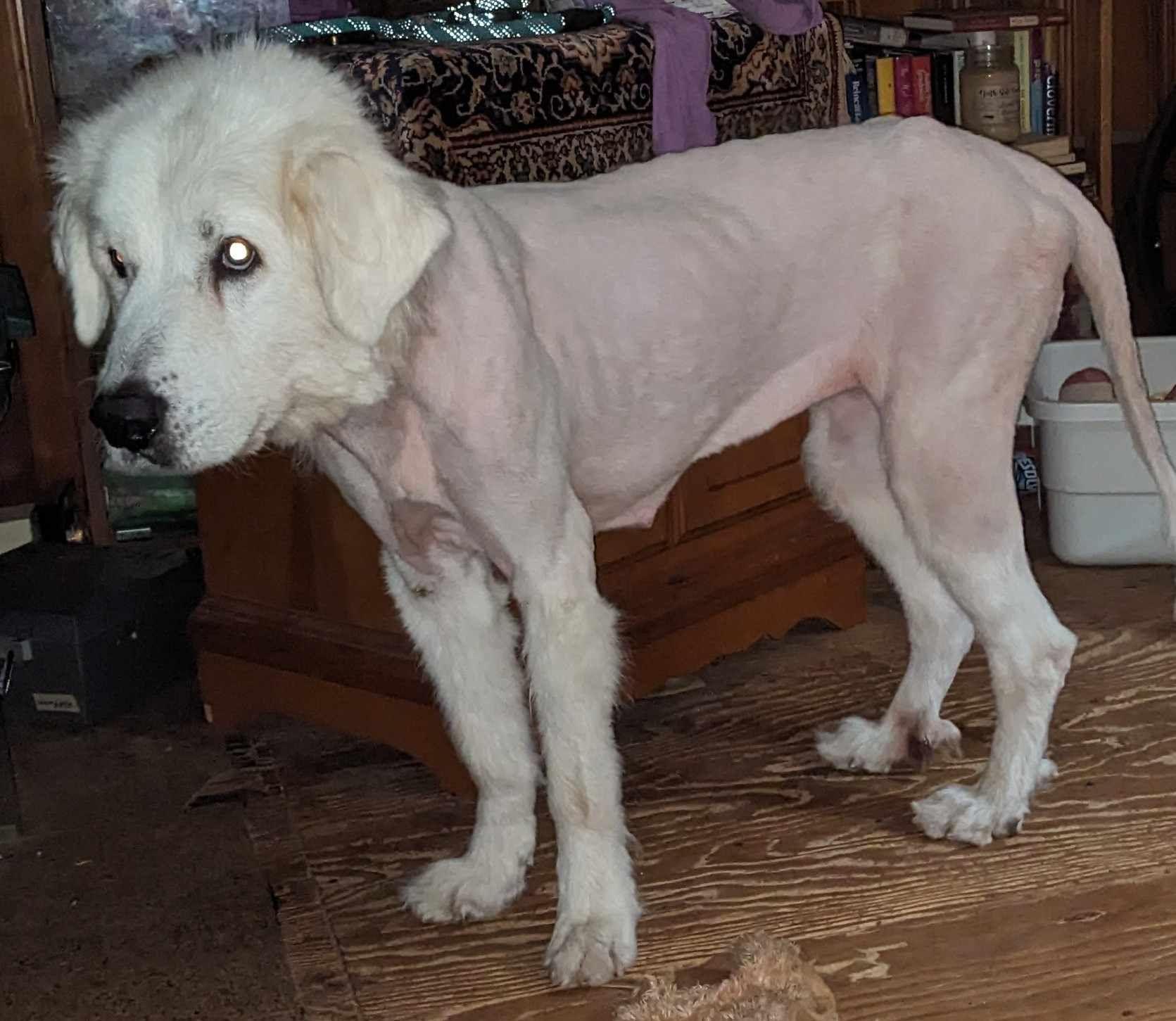 Elsa, a Adoptable Great Pyrenees in Mount Airy, NC image 4/4