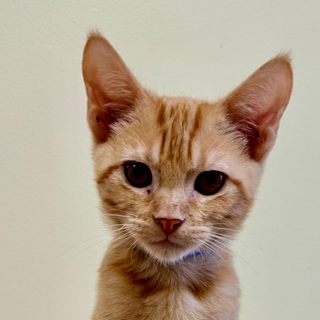 Enlarge Richie, a Adoptable Domestic Short Hair in Greensboro, GA image 1/6