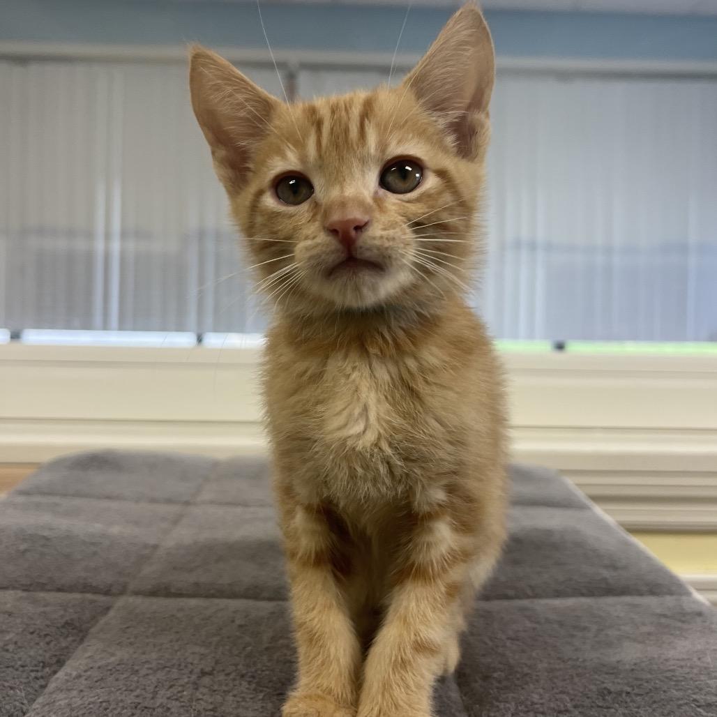 Richie, Adoptable, Kitten Male Domestic Short Hair.