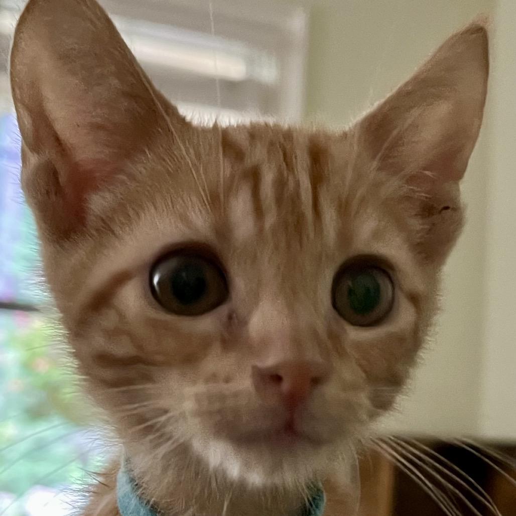 Enlarge Richie, a Adoptable Domestic Short Hair in Greensboro, GA image 1/4