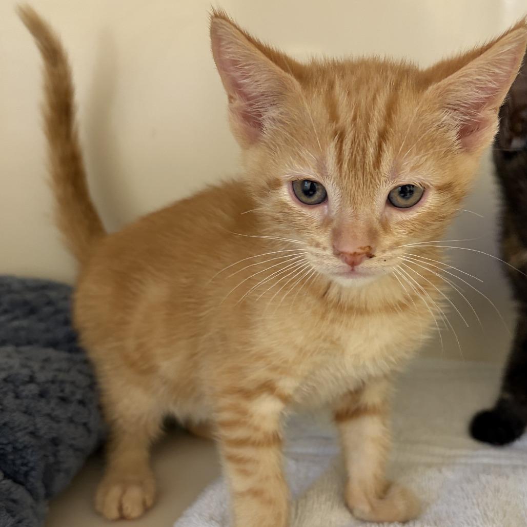 Richie, Adoptable, Kitten Male Domestic Short Hair.