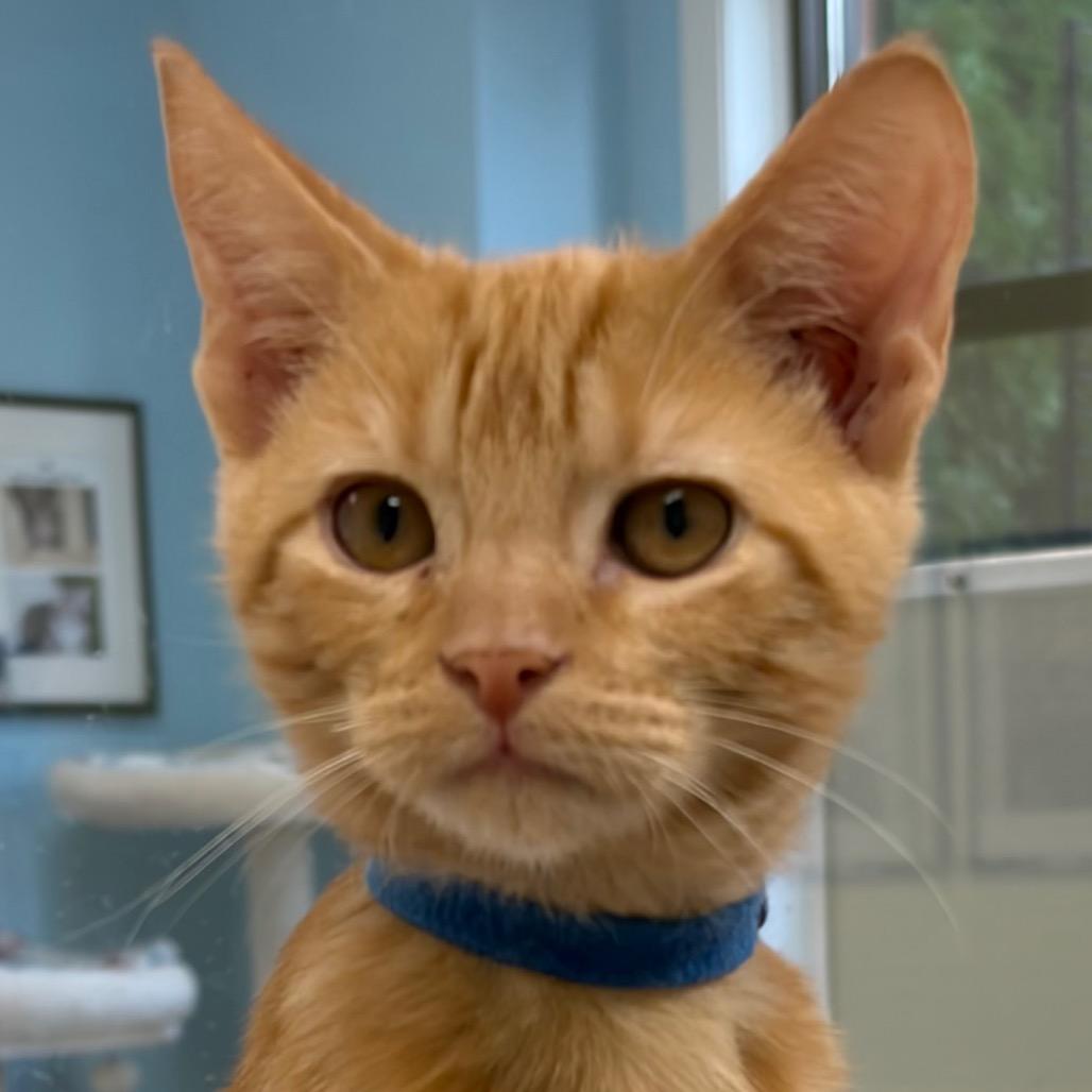 Enlarge Richie, a Adoptable Domestic Short Hair in Greensboro, GA image 4/6