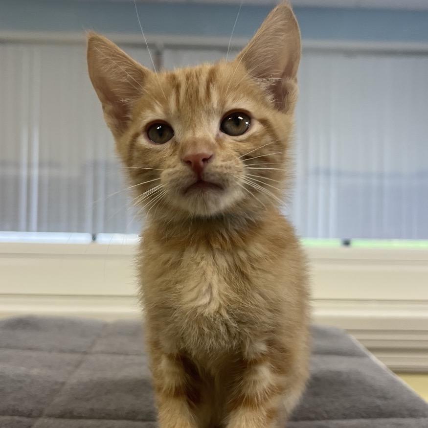 Enlarge Richie, a Adoptable Domestic Short Hair in Greensboro, GA image 3/4