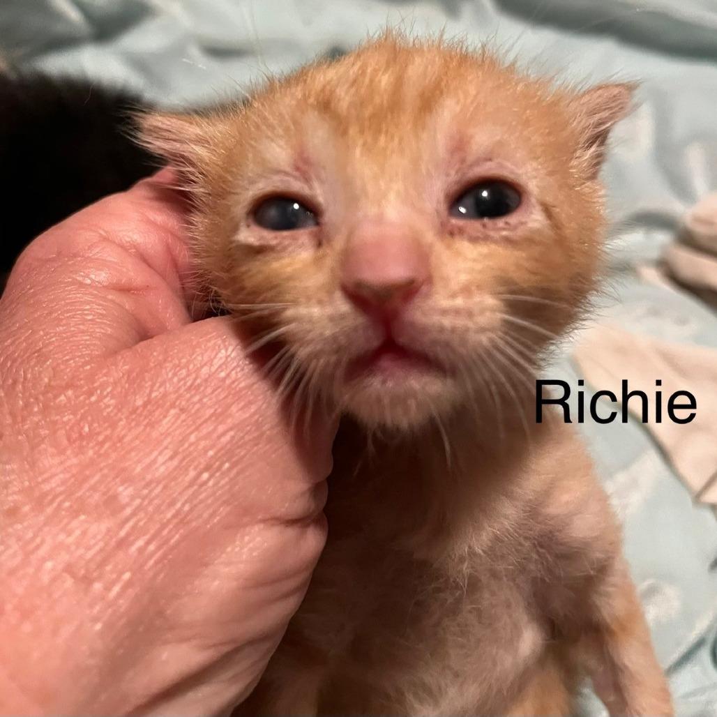 Enlarge Richie, a Adoptable Domestic Short Hair in Greensboro, GA image 2/2