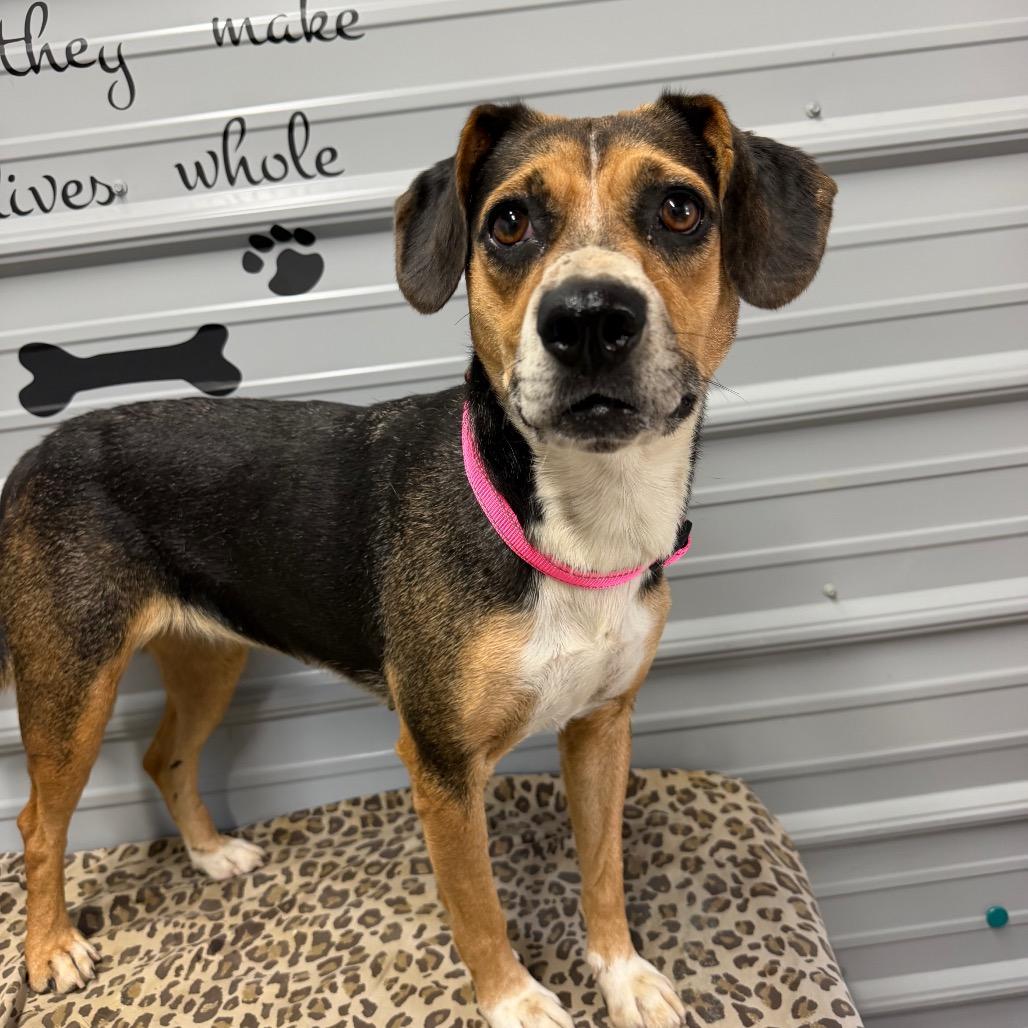 Enlarge Callie, a Adoptable Beagle in Princeton, KY image 1/1