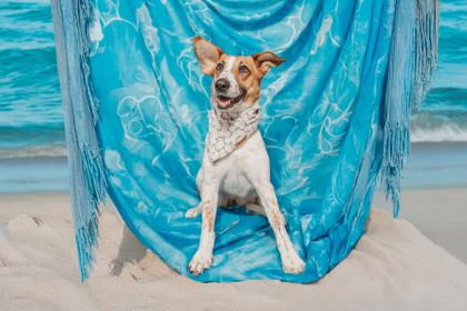 Layla, Adoptable, Adult Female Mixed Breed & Mixed Breed.