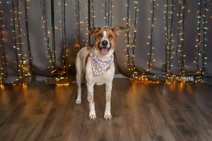 Layla, Adoptable, Adult Female Mixed Breed & Mixed Breed.