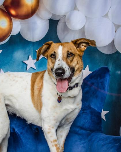 Enlarge Layla, a Adoptable Mixed Breed in Kingwood, TX image 3/3