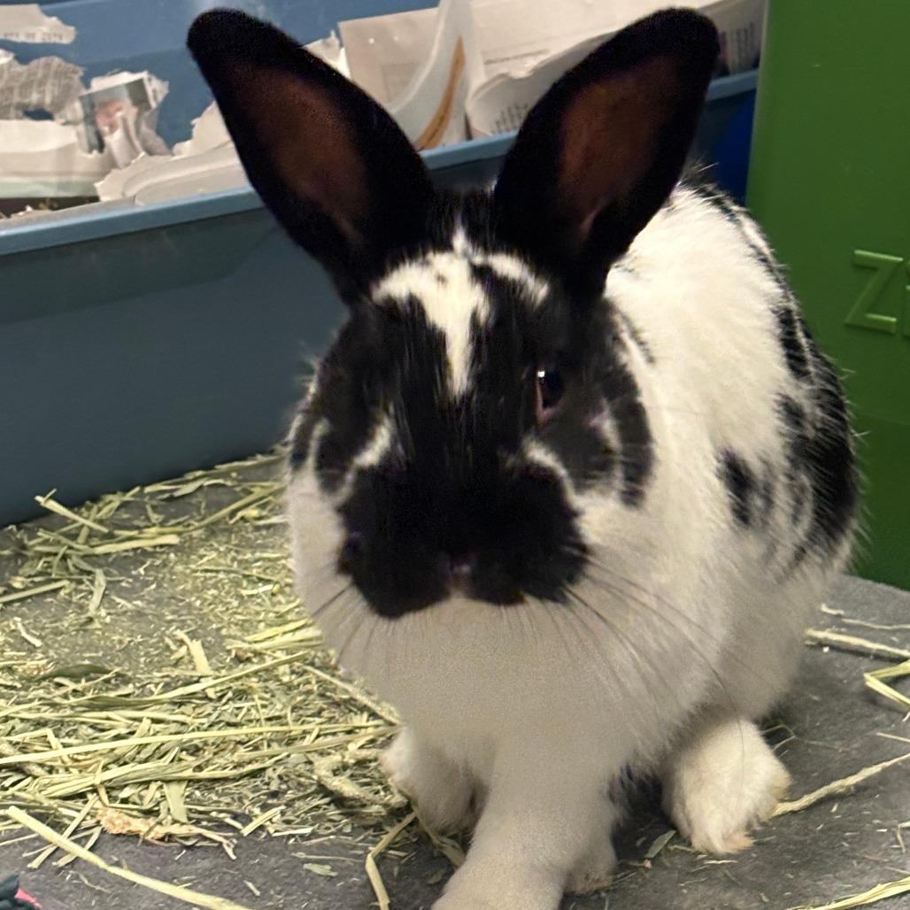 Enlarge Tux, a Adoptable American in Murray, UT image 1/2