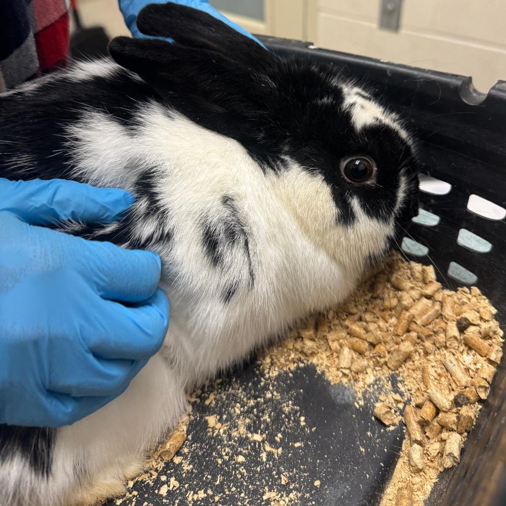 Enlarge Tux, a Adoptable American in Murray, UT image 2/2