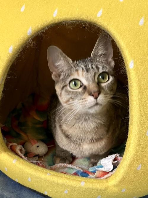 Tigress (FCID#08/27/25-49)