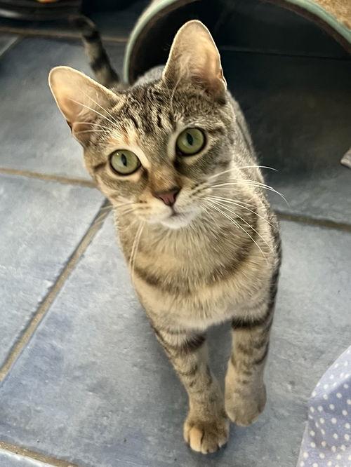 Tigress (FCID#08/27/25-49)