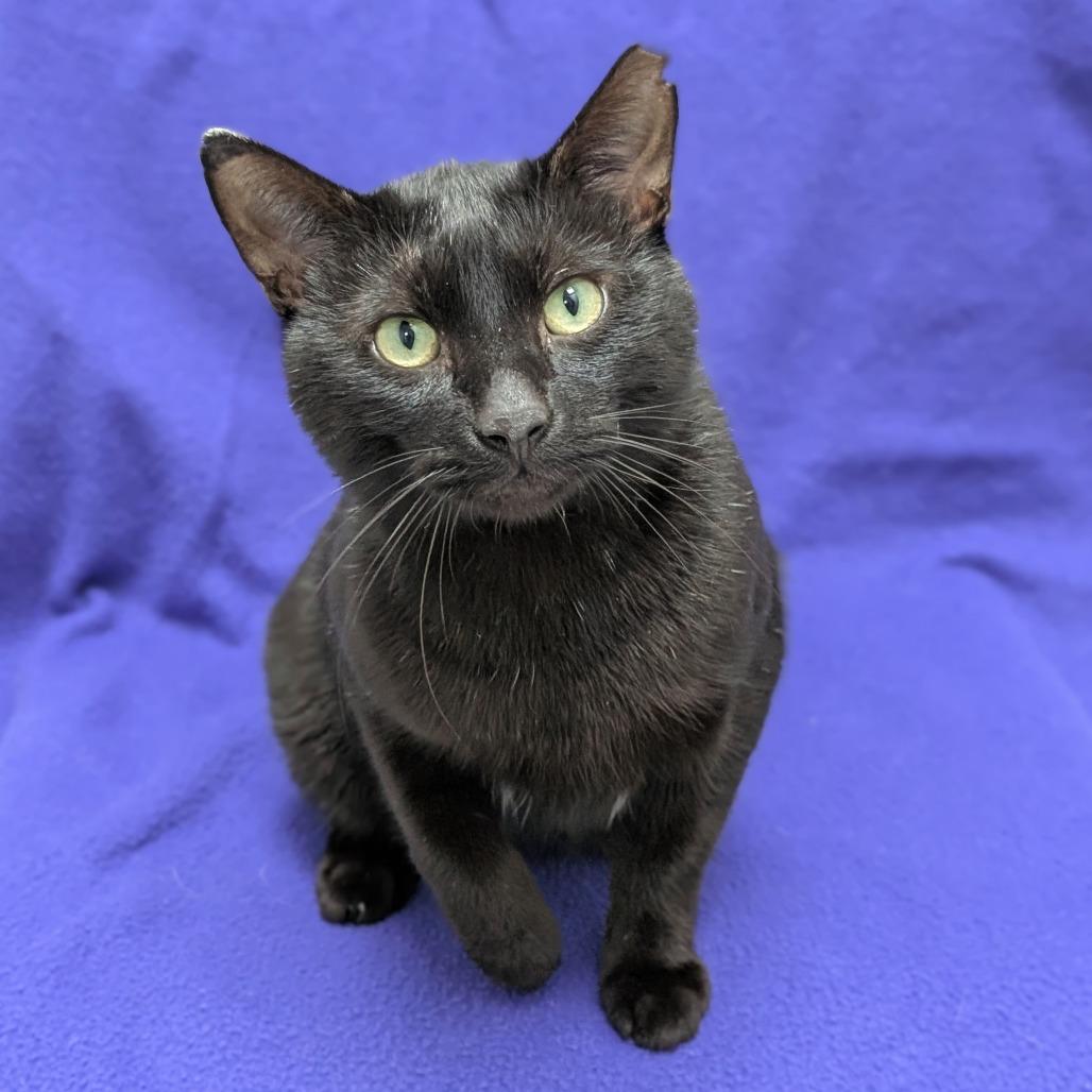 Dexter, a Adoptable Domestic Short Hair in Brookfield, WI image 1/3