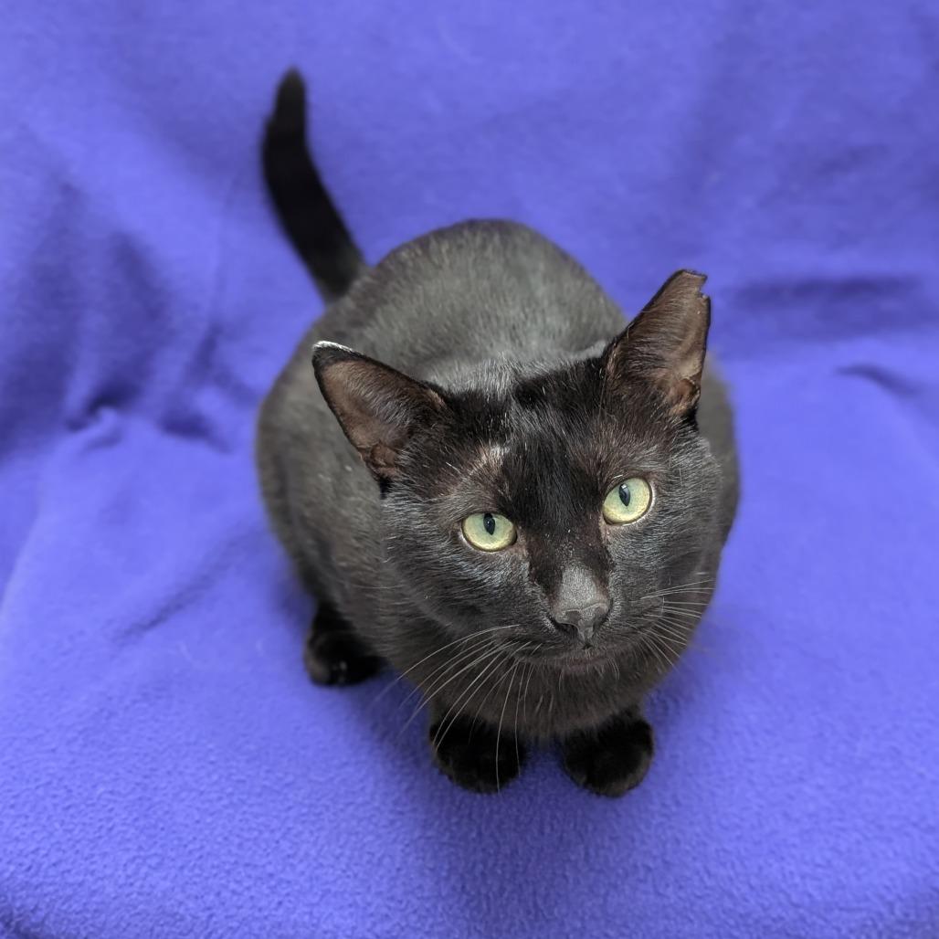 Dexter, a Adoptable Domestic Short Hair in Brookfield, WI image 2/3
