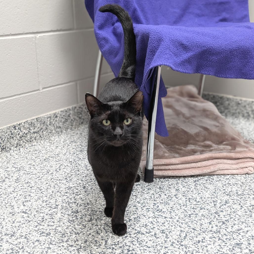 Dexter, a Adoptable Domestic Short Hair in Brookfield, WI image 3/3