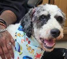 Juno-FOSTER/FOSTERtoADOPT, adopted, Adult Male Sheepadoodle.