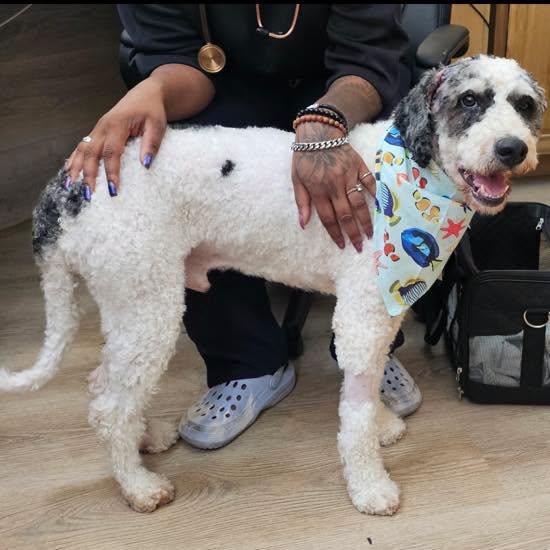 Juno-FOSTER/FOSTERtoADOPT, an adopted mixed breed in Euclid, OH image 2/2