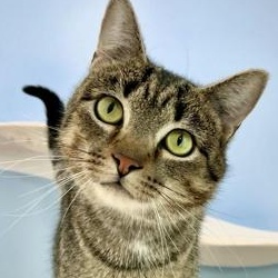 Forrest, adopted, Young Male Domestic Short Hair.