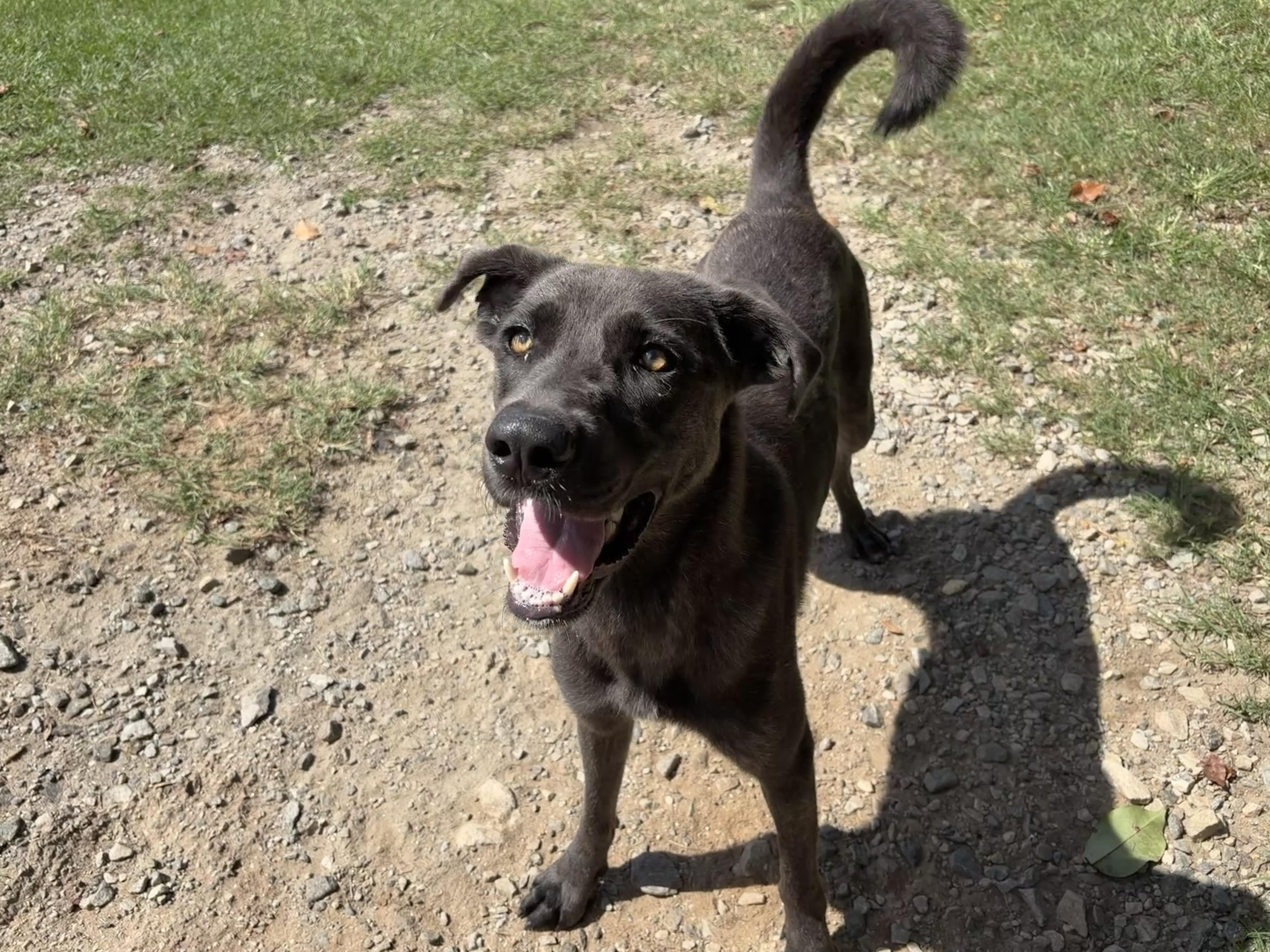 Enlarge Alexis, a Adoptable mixed breed in Perry, GA image 2/4