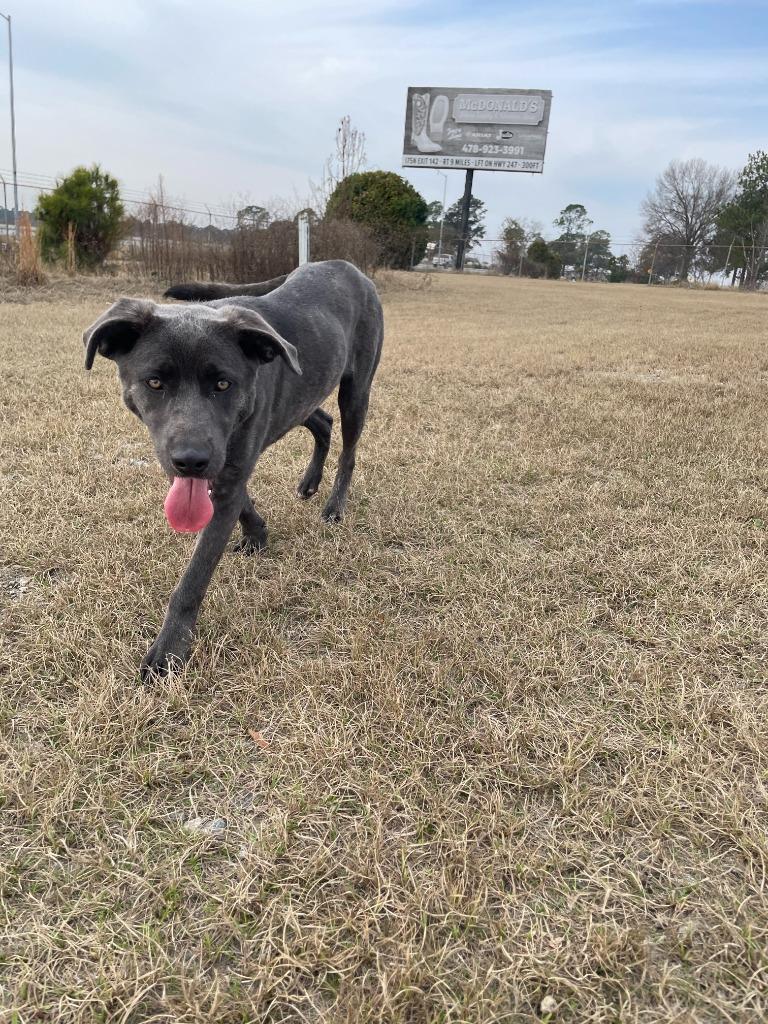 Enlarge Alexis, a Adoptable mixed breed in Perry, GA image 3/4