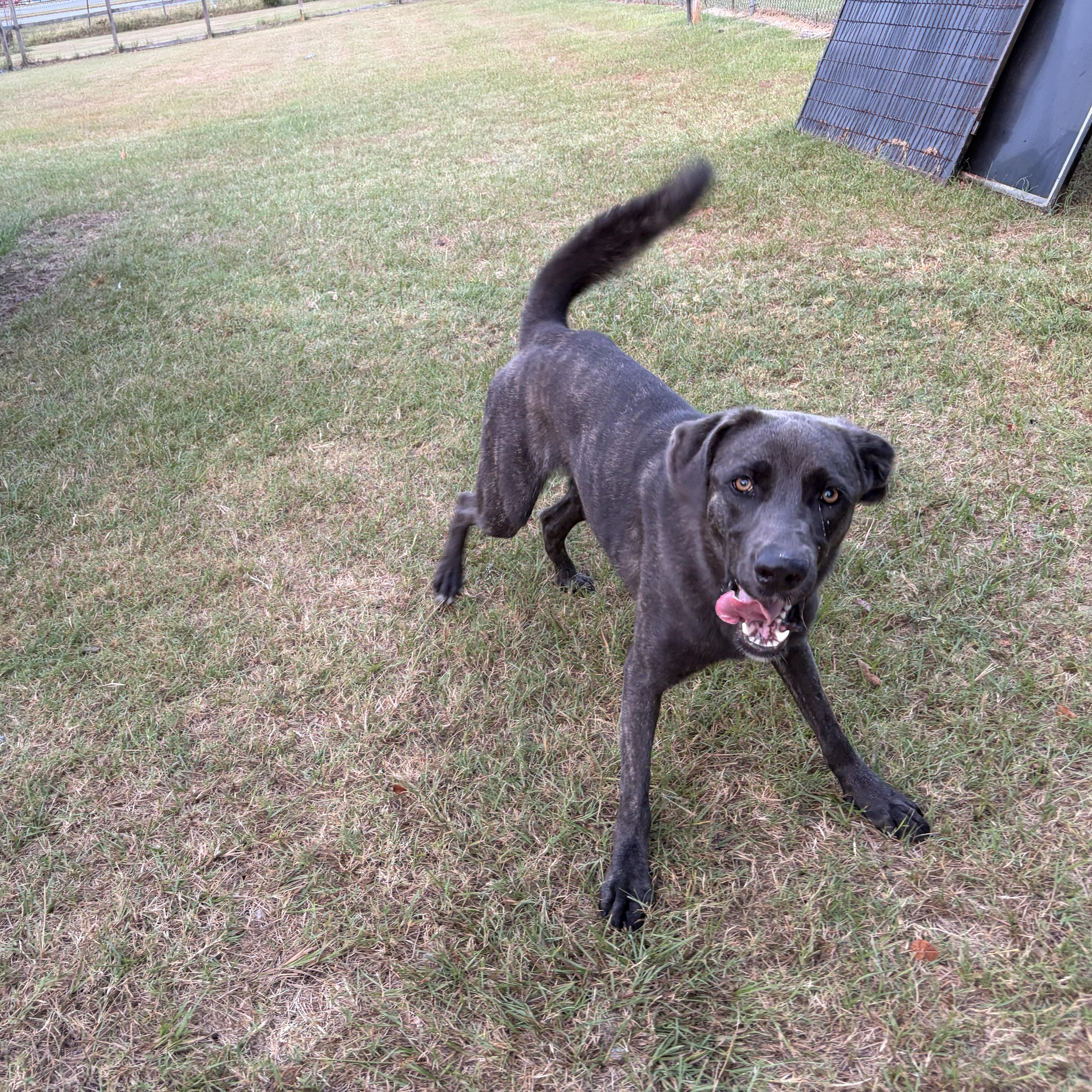 Enlarge Alexis, a Adoptable mixed breed in Perry, GA image 6/6