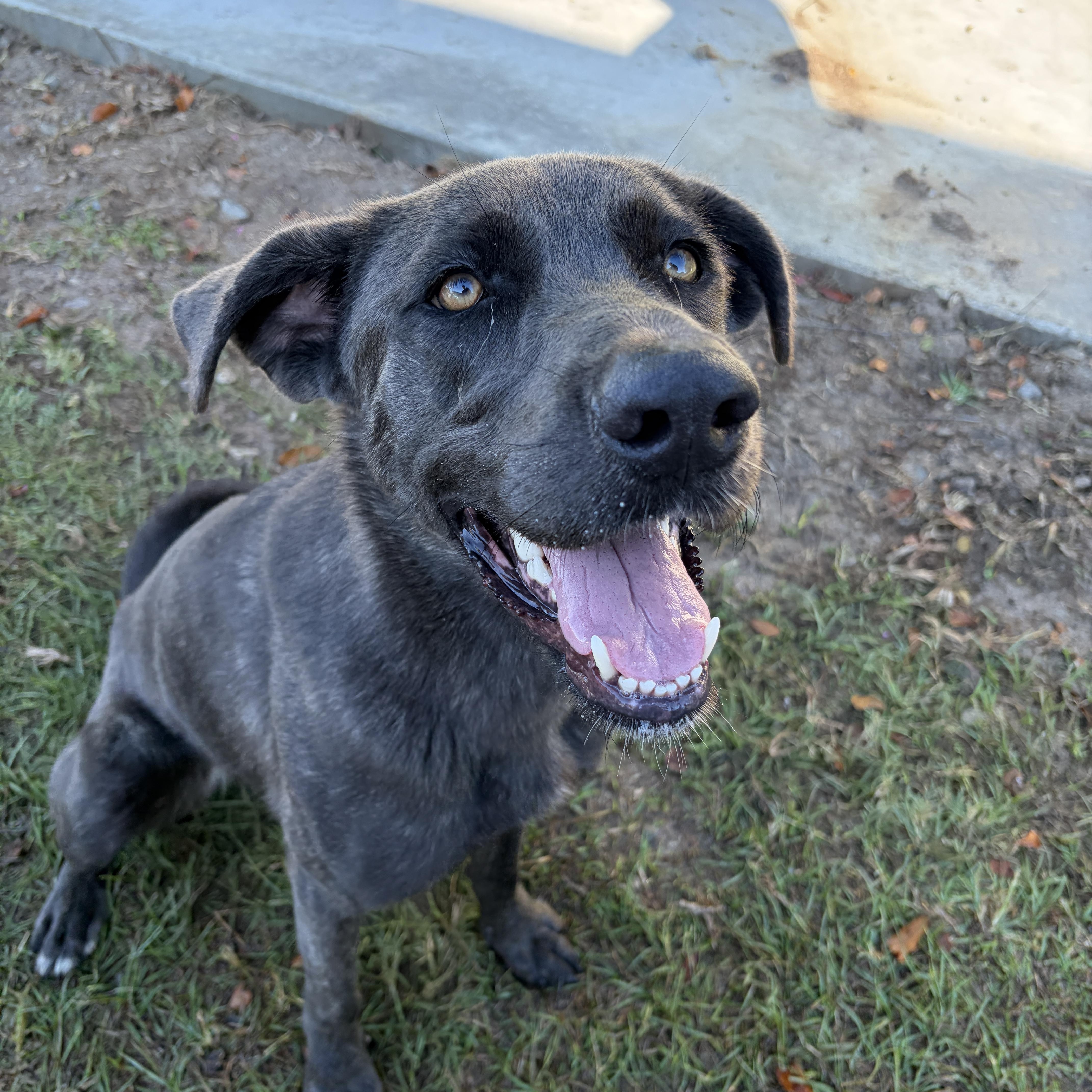 Alexis, Adoptable, Young Female Weimaraner & Shepherd.