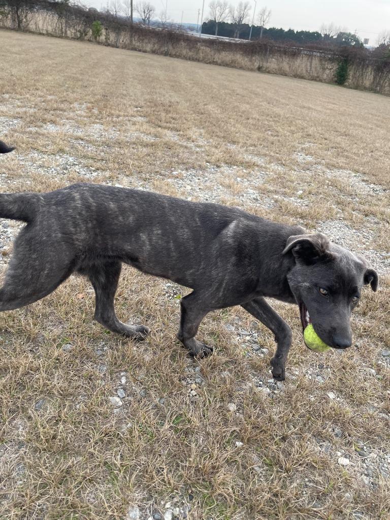 Enlarge Alexis, a Adoptable mixed breed in Perry, GA image 4/4