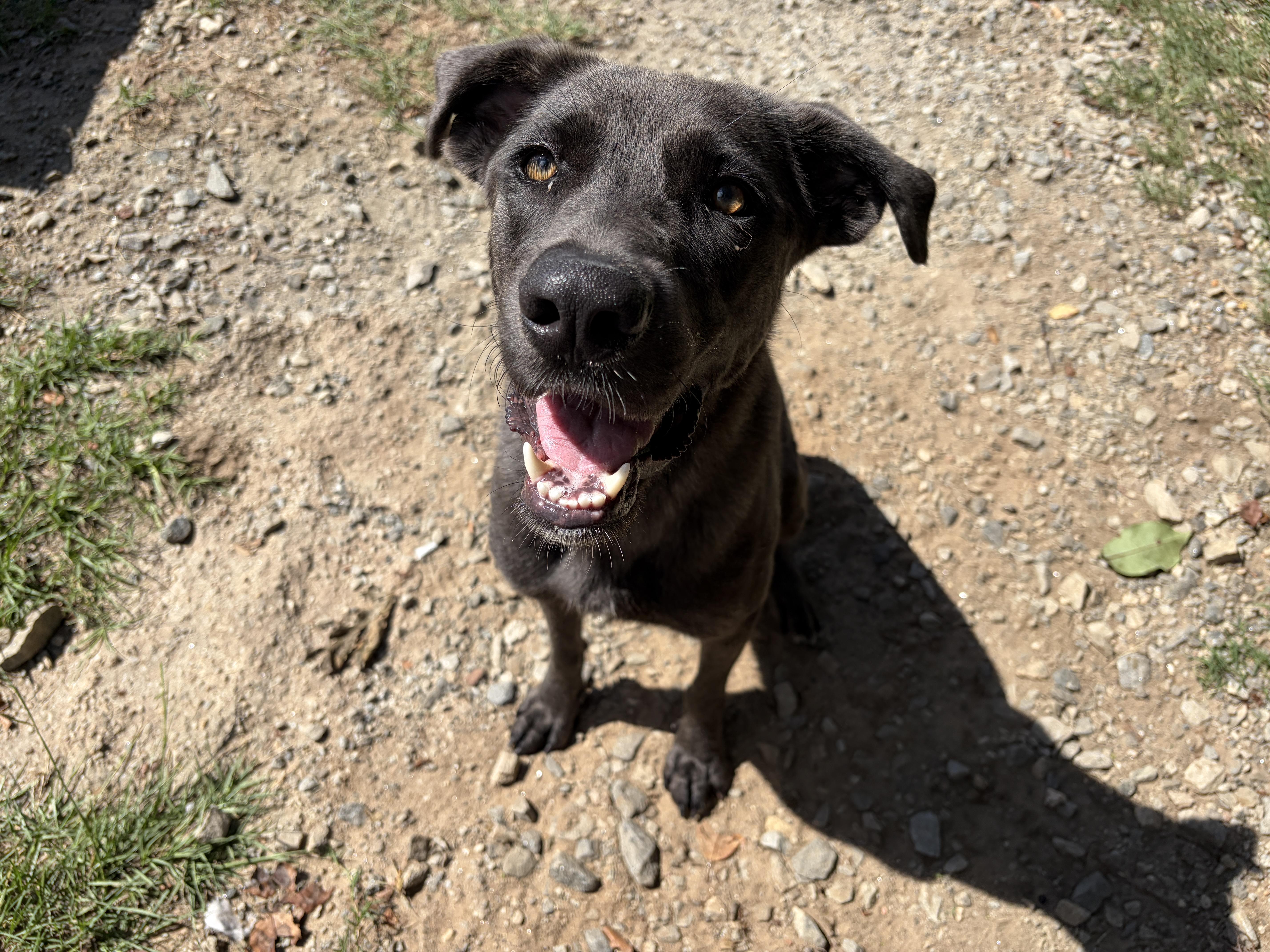 Alexis, Adoptable, Young Female Weimaraner & Shepherd.
