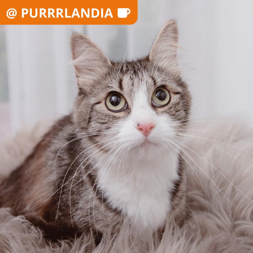 Enlarge Kimmy, a Adoptable Domestic Medium Hair in Los Angeles, CA image 1/2
