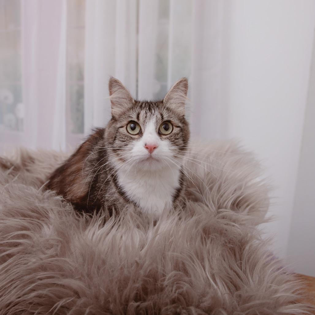 Enlarge Kimmy, a Adoptable Domestic Medium Hair in Los Angeles, CA image 2/2