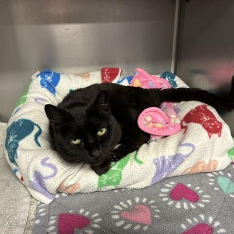Queenie, an adopted Domestic Short Hair in Stanhope, NJ image 4/4