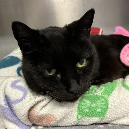 Queenie, an adopted Domestic Short Hair in Stanhope, NJ image 1/4
