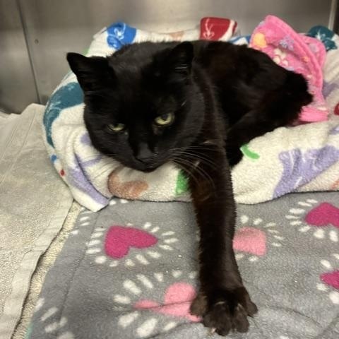 Queenie, an adopted Domestic Short Hair in Stanhope, NJ image 3/4