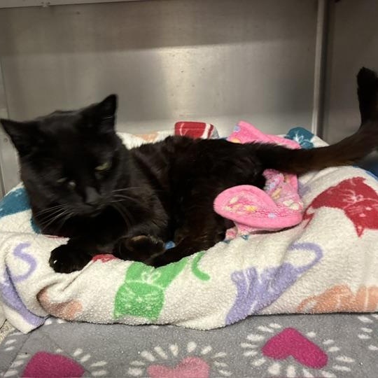 Queenie, an adopted Domestic Short Hair in Stanhope, NJ image 2/4