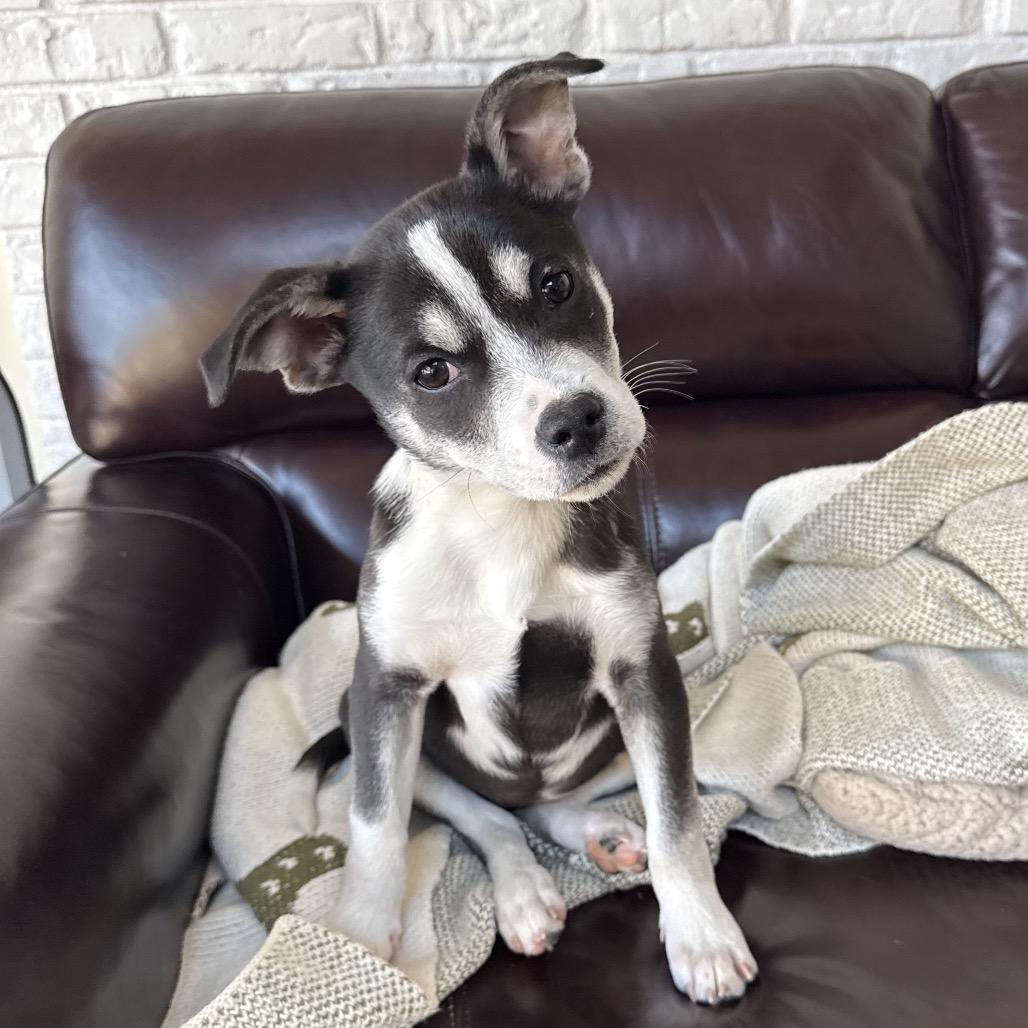 NY Poppy (Foster in Stormville NY), a Adoptable mixed breed in Patterson, NY image 3/6