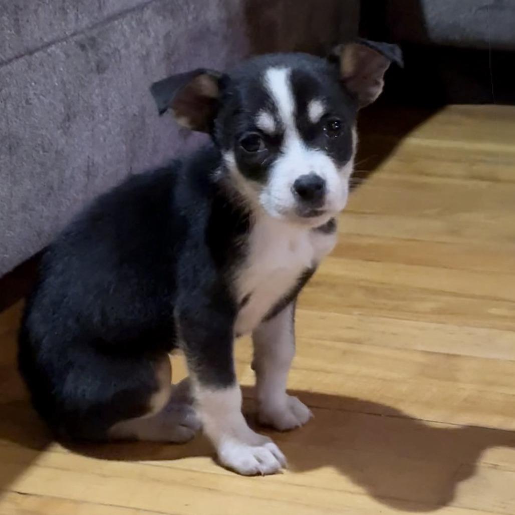 NY Poppy (Foster in Carmel), Adoptable, Puppy Female Husky & Mixed Breed.