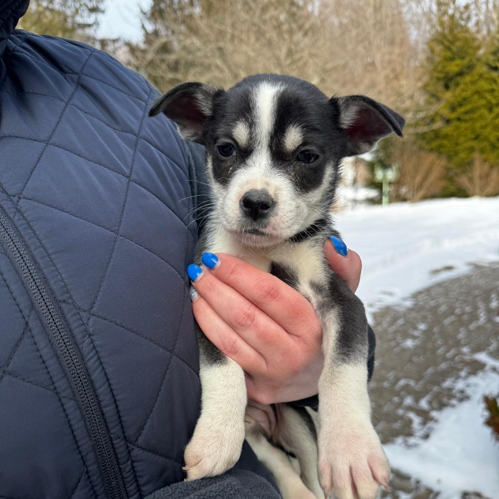 Enlarge NY Poppy (Foster in Carmel), a Adoptable mixed breed in Carmel, NY image 2/3