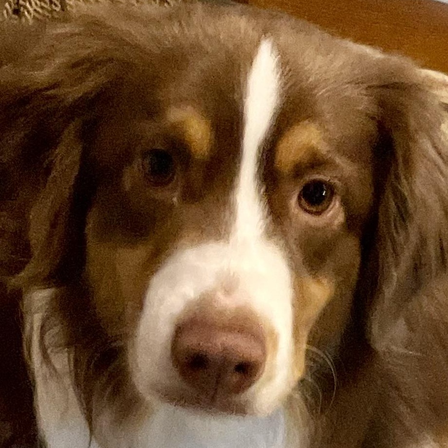 Enlarge Remarkable Rudy, an adopted Australian Shepherd in La Center, WA image 1/2