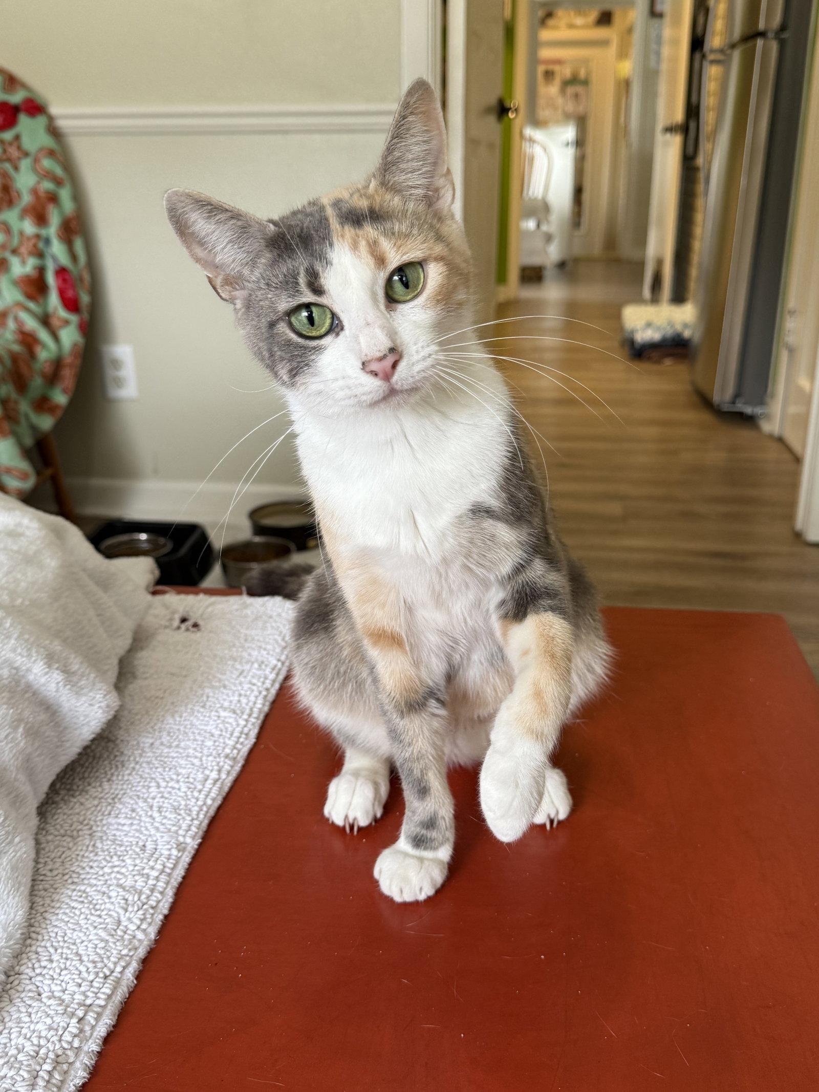 Cami, Adopted, Adult Female Domestic Short Hair & Calico.