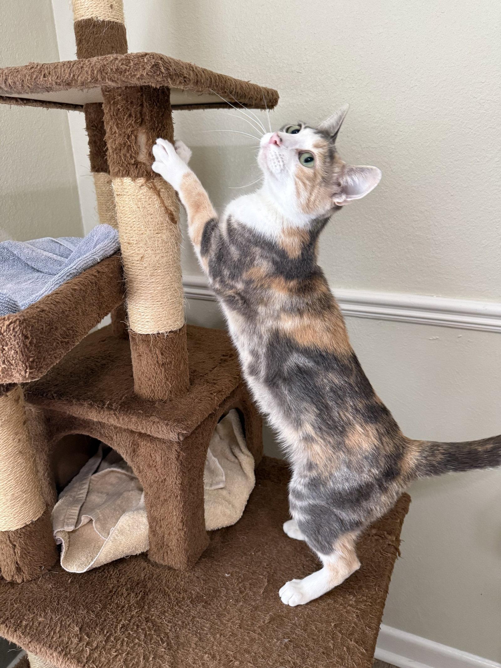 Cami, a Adopted mixed breed in Texarkana, TX image 2/2