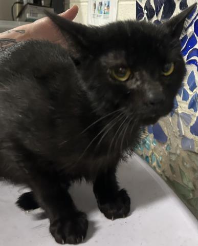 OSCAR, Adoptable, Adult Male Domestic Short Hair.