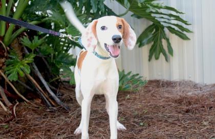 Enlarge Limoncello, a Adoptable mixed breed in Brunswick, GA image 1/2