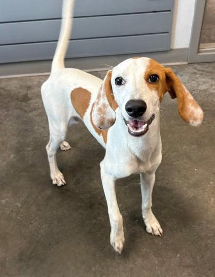Enlarge Limoncello, a Adoptable mixed breed in Brunswick, GA image 2/2