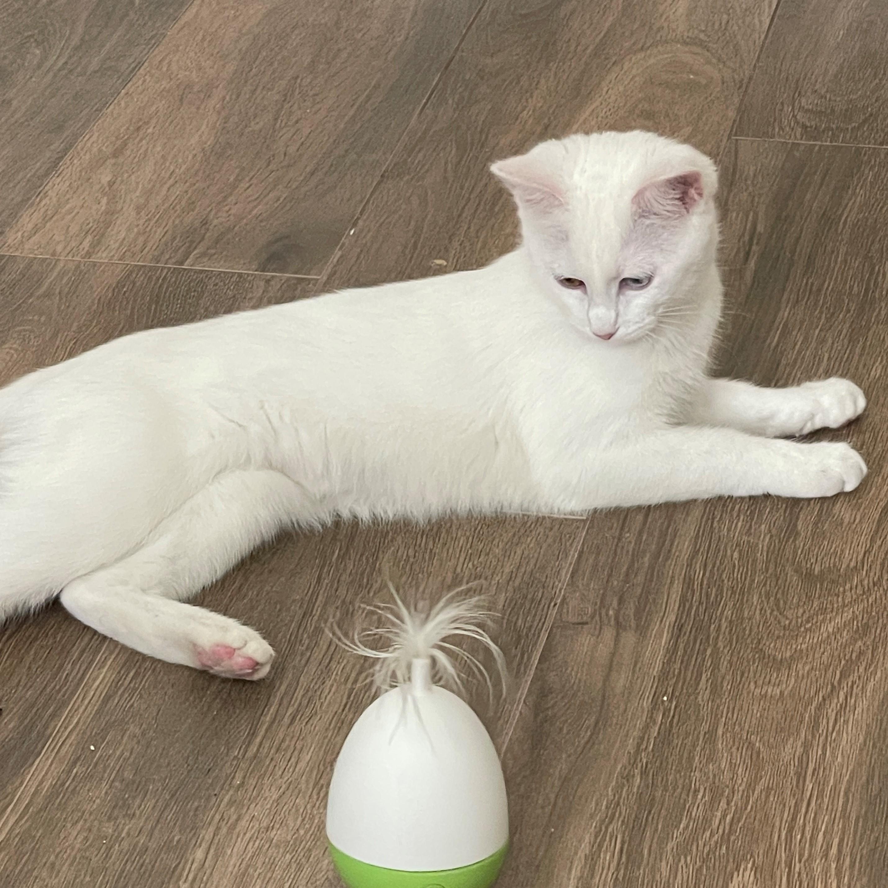 Enlarge Weaslie, a Adoption Pending mixed breed in Santa Fe, NM image 1/6