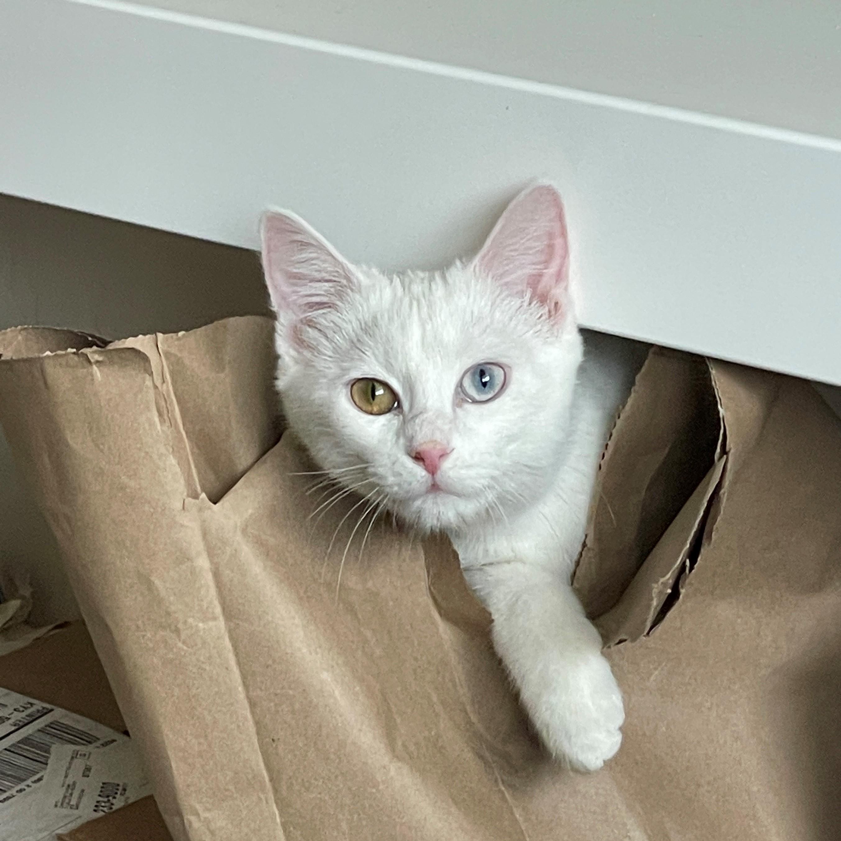 Enlarge Weaslie, a Adoption Pending mixed breed in Santa Fe, NM image 3/6