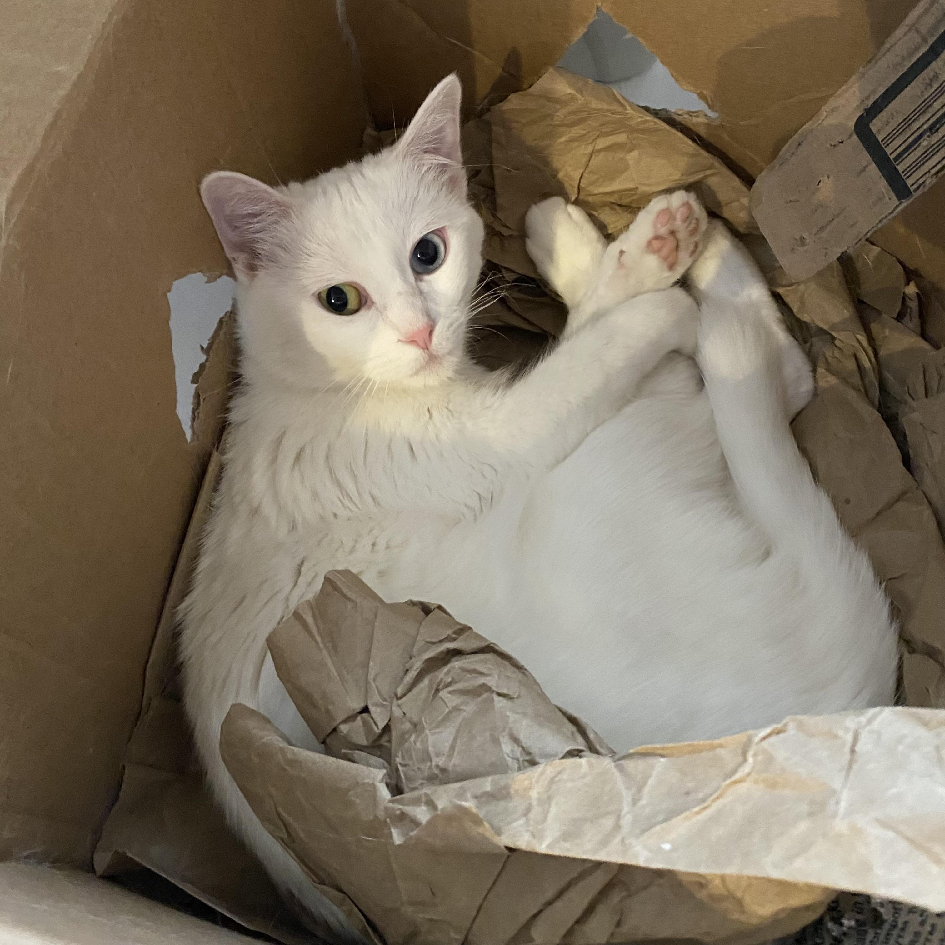 Enlarge Weaslie, a Adoption Pending mixed breed in Santa Fe, NM image 4/6