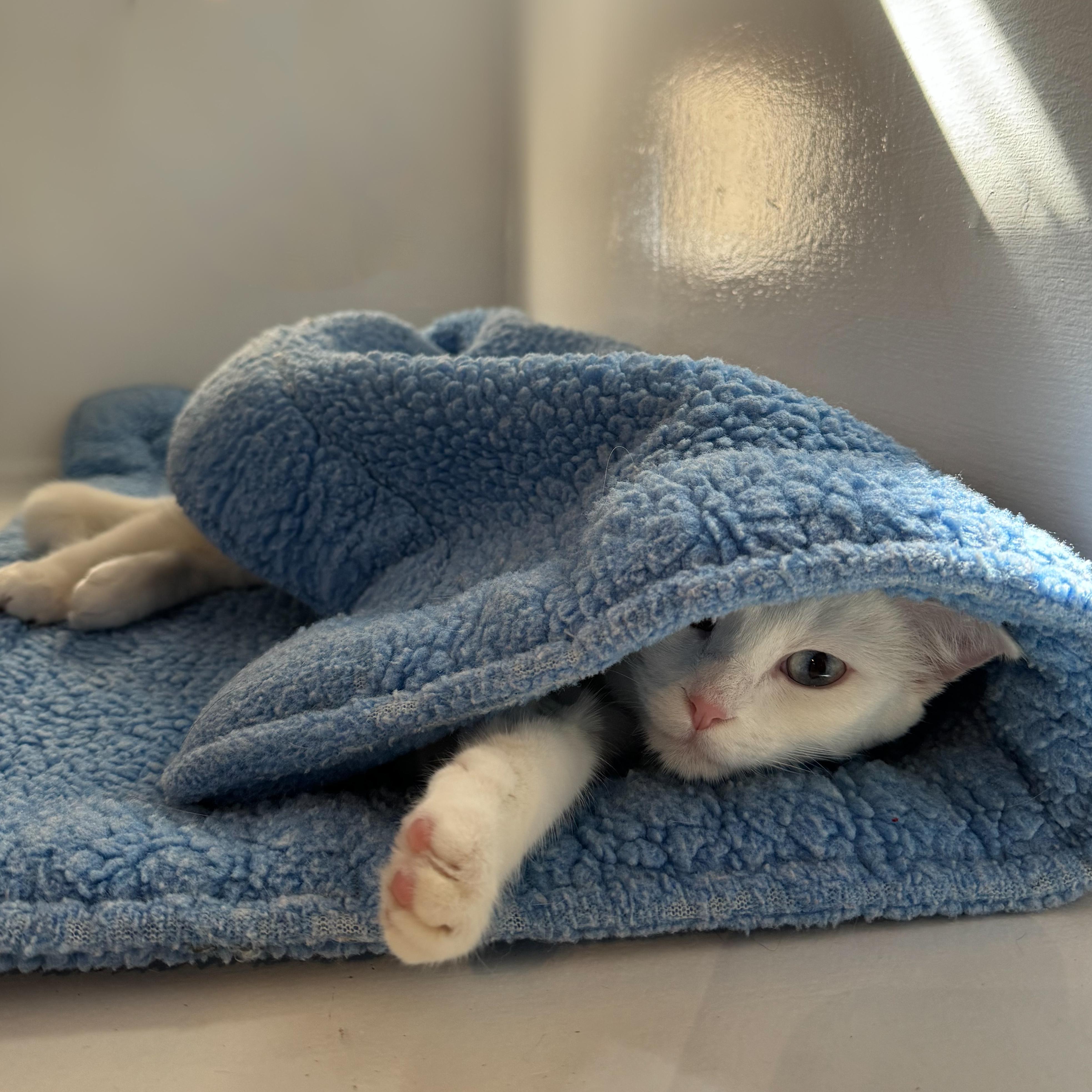 Enlarge Weaslie, a Adoption Pending mixed breed in Santa Fe, NM image 6/6