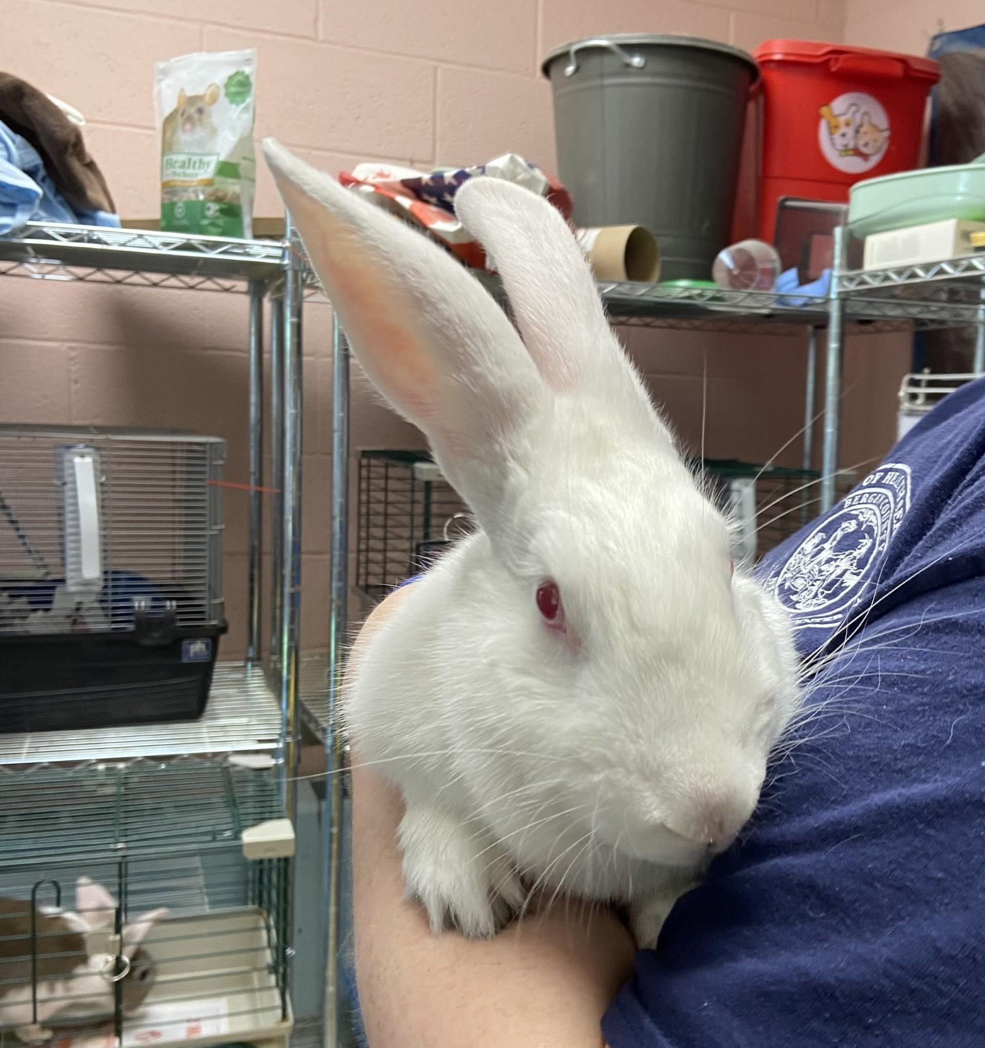 Blanca, an adopted New Zealand in Teterboro, NJ image 2/2